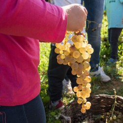 The harvest between the rows: pressing, wine tasting and brunch