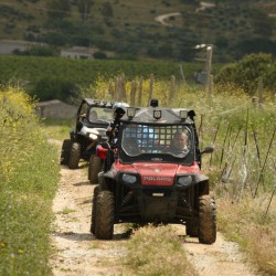 Tour in buggy around  Temple of  Segesta , 
